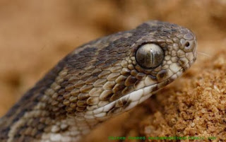 Saw Scaled Viper paling berbisa didunia