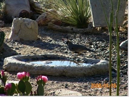 Gambrel quail at water