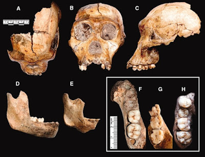 Fosil Kerangka Malapa Adalah Spesies Hominin Yang Sama