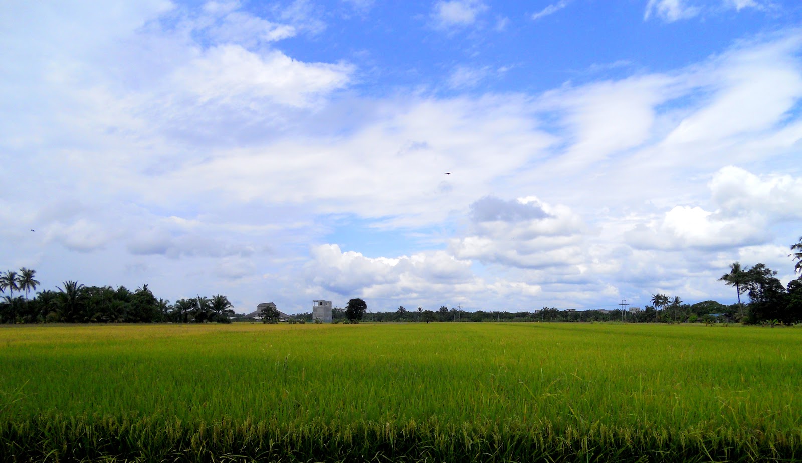  Pemandangan Sawah Padi  di Tanjong Karang Selangor 