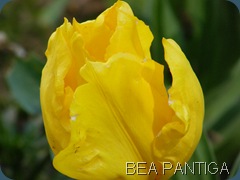 P4220057