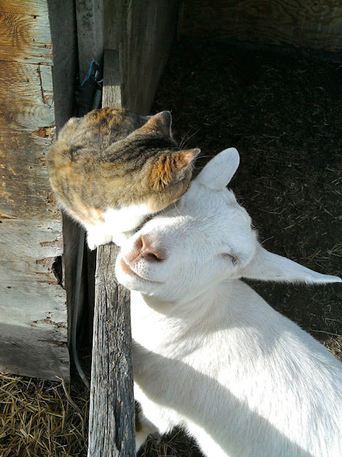 30 Unexpected But Beautiful Animal Friendships