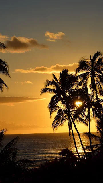 Tropical Sunset iPhone Wallpaper