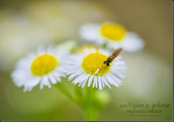 D700_2013-10-19_010
