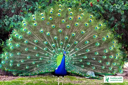 ময়ূরের ছবি ডাউনলোড - ময়ূর পাখি ছবি hd - ময়ূরের ওয়ালপেপার - peacock picture - NeotericIT.com - Image no 8