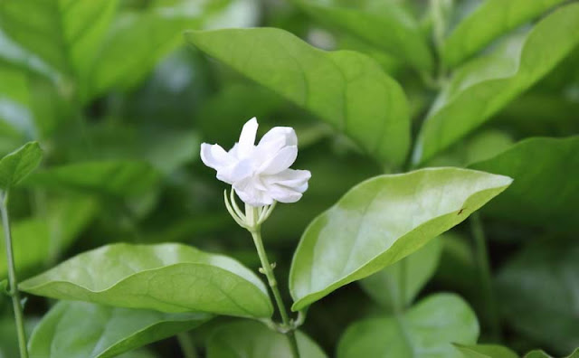 Jasmine Flowers Pictures