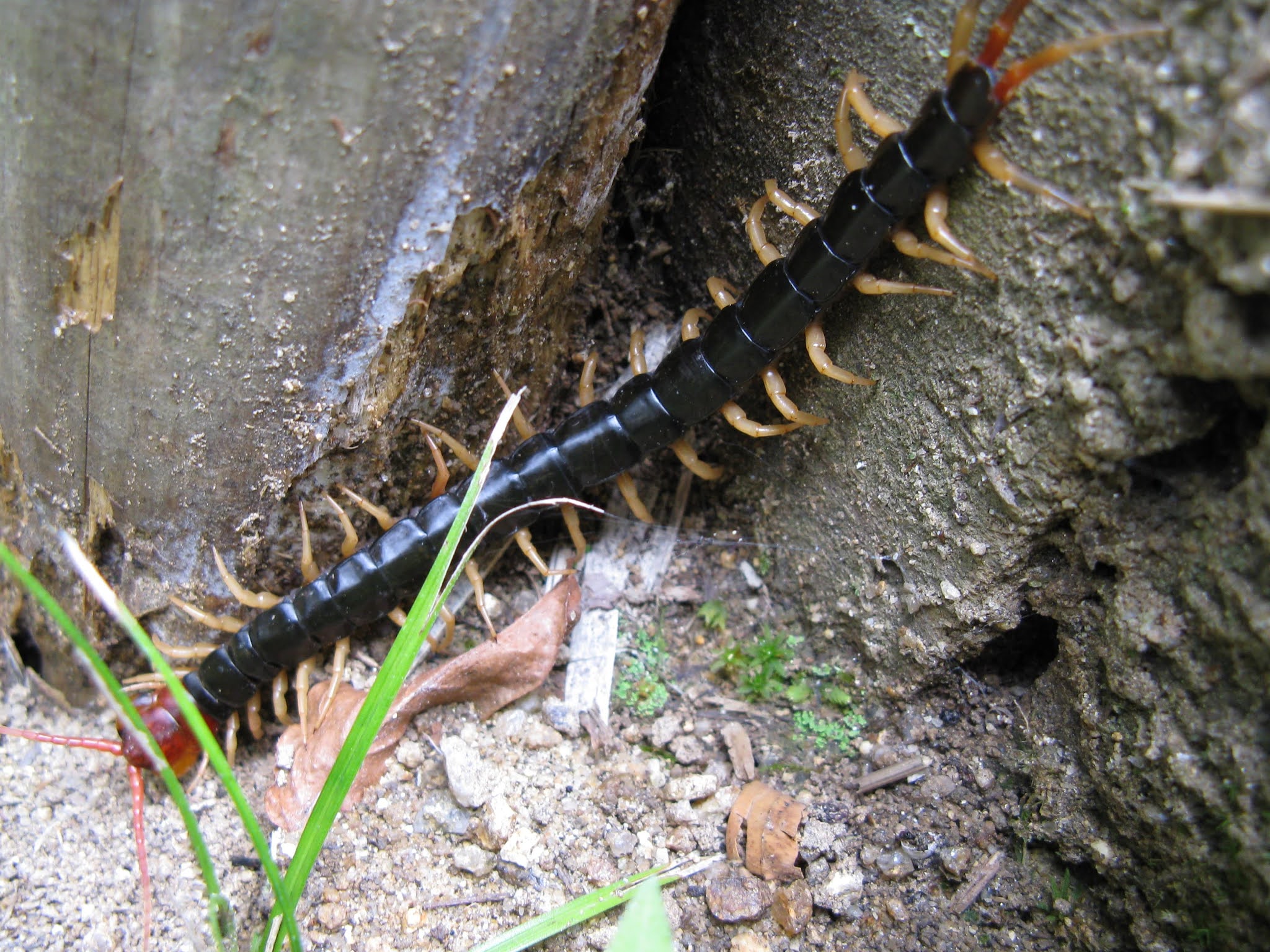 Jungle Centipedes, Feared Jungle Animals