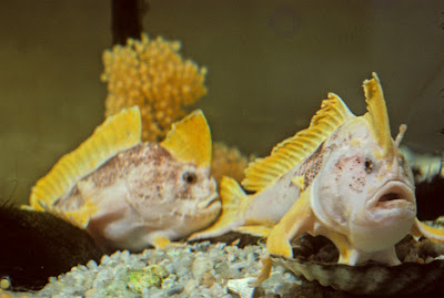 Are handfish walking towards extinction?  Seen On www.coolpicturegallery.us