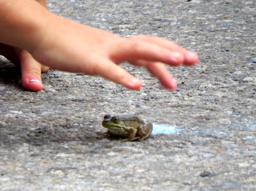 frog jumping contest