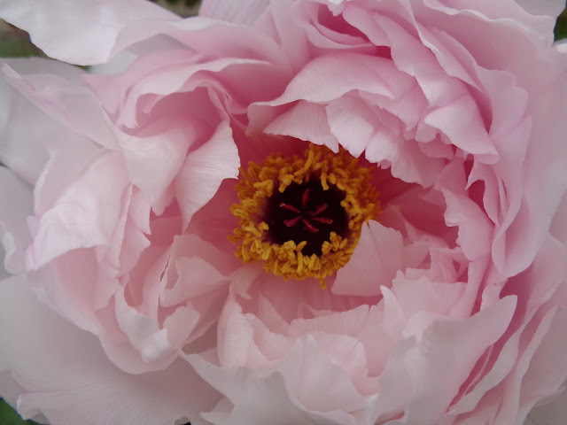 燕趙園の牡丹の花