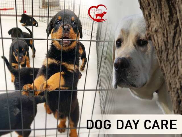 Dog Day Care Gurgaon