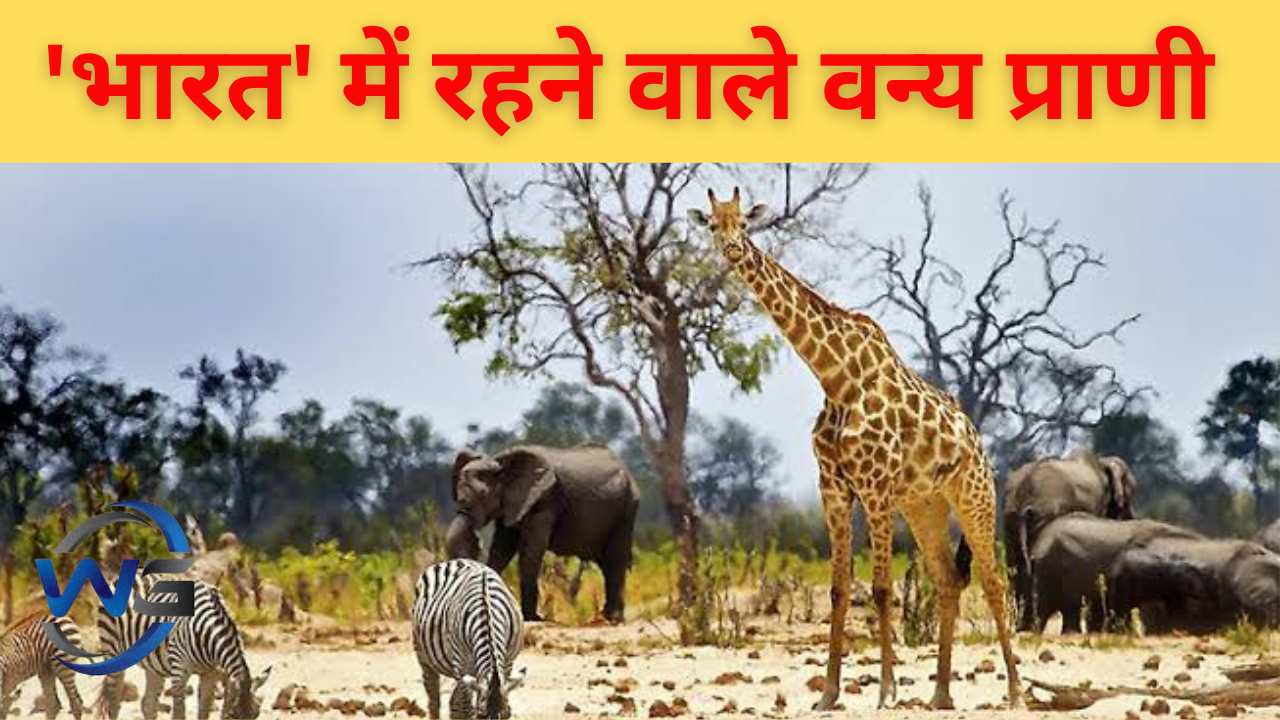 Animal that live in india: Majestic wildlife in India.