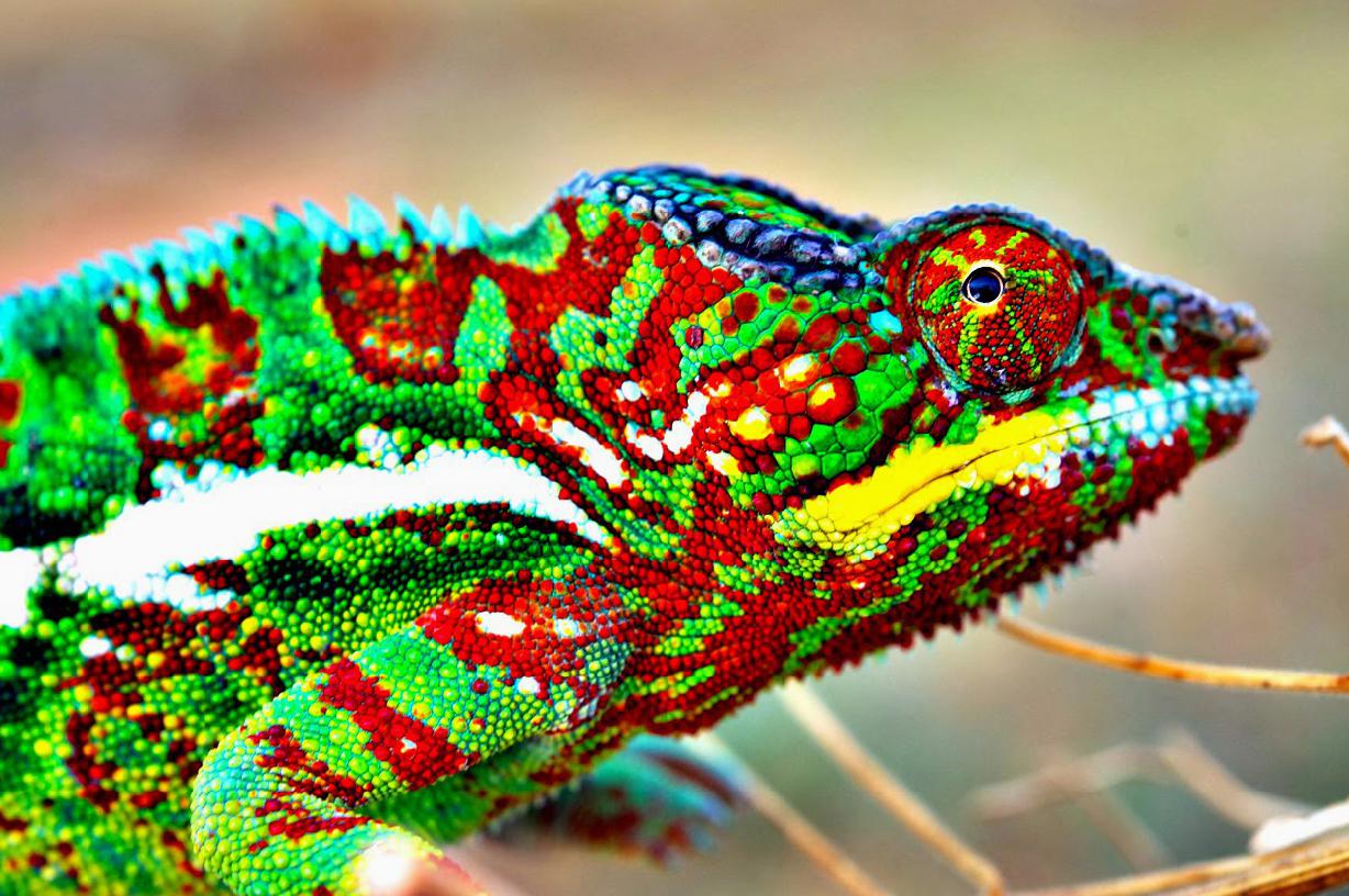 KUMPULAN GAMBAR BUNGLON LUCU WARNA WARNI Gambar DP Hewan Chameleon