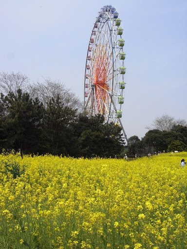 菜の花