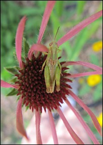 grasshopper young0603 (9)