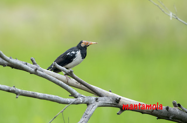 Asian pied starling