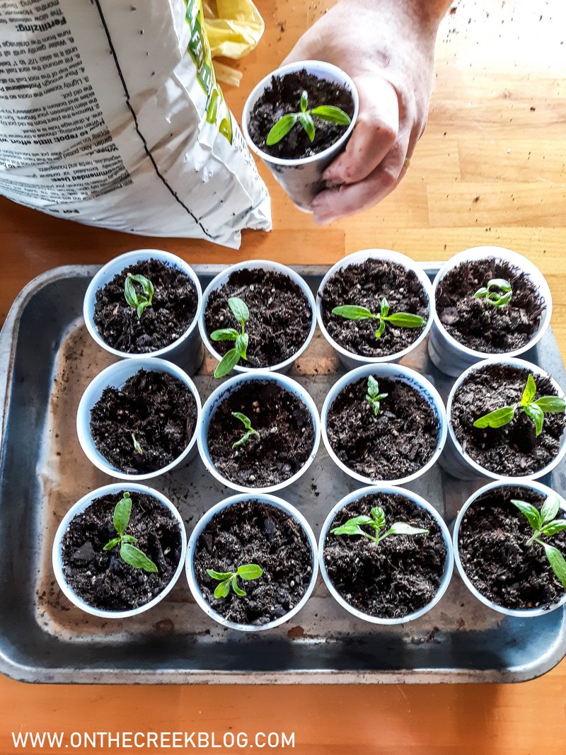 Transplanting small, leggy tomaotes into larger containers | On The Creek Blog