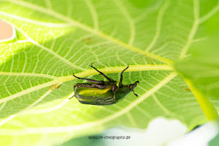 Naturfotografie Feige Goldglänzender Rosenkäfer Olaf Kerber