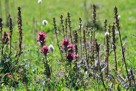 Pedicularis - Lousewort and Castilleja - Indian Paint Brush in Spray Park