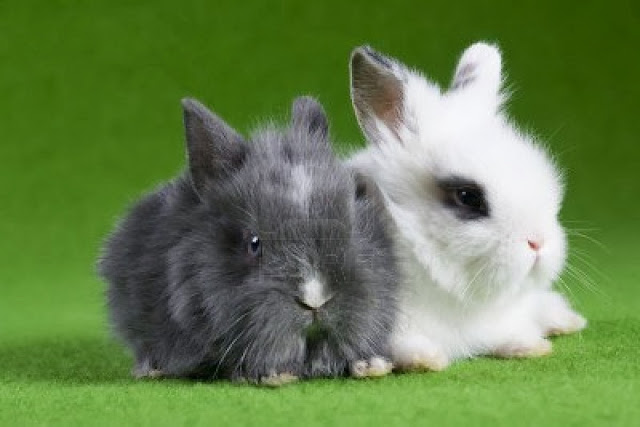 Grey And White Bunny,