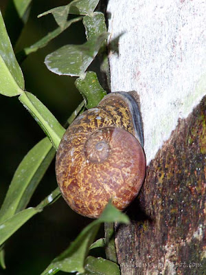 Oligospyra - land snail