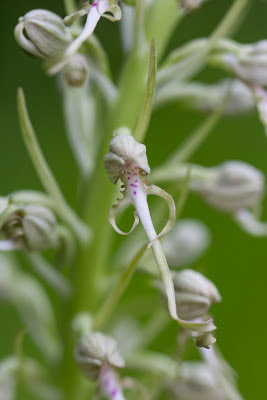 Himantoglossum hircinum