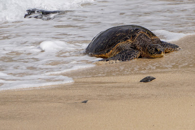 turtle on beach