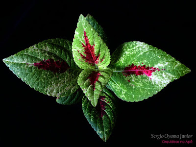 Coleus - Solenostemon scutellarioides