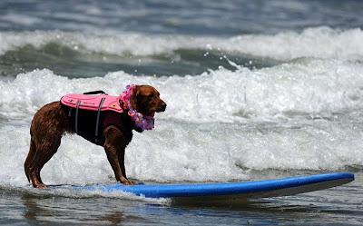 Surfing Dog Championship 2011 Seen On www.coolpicturegallery.us