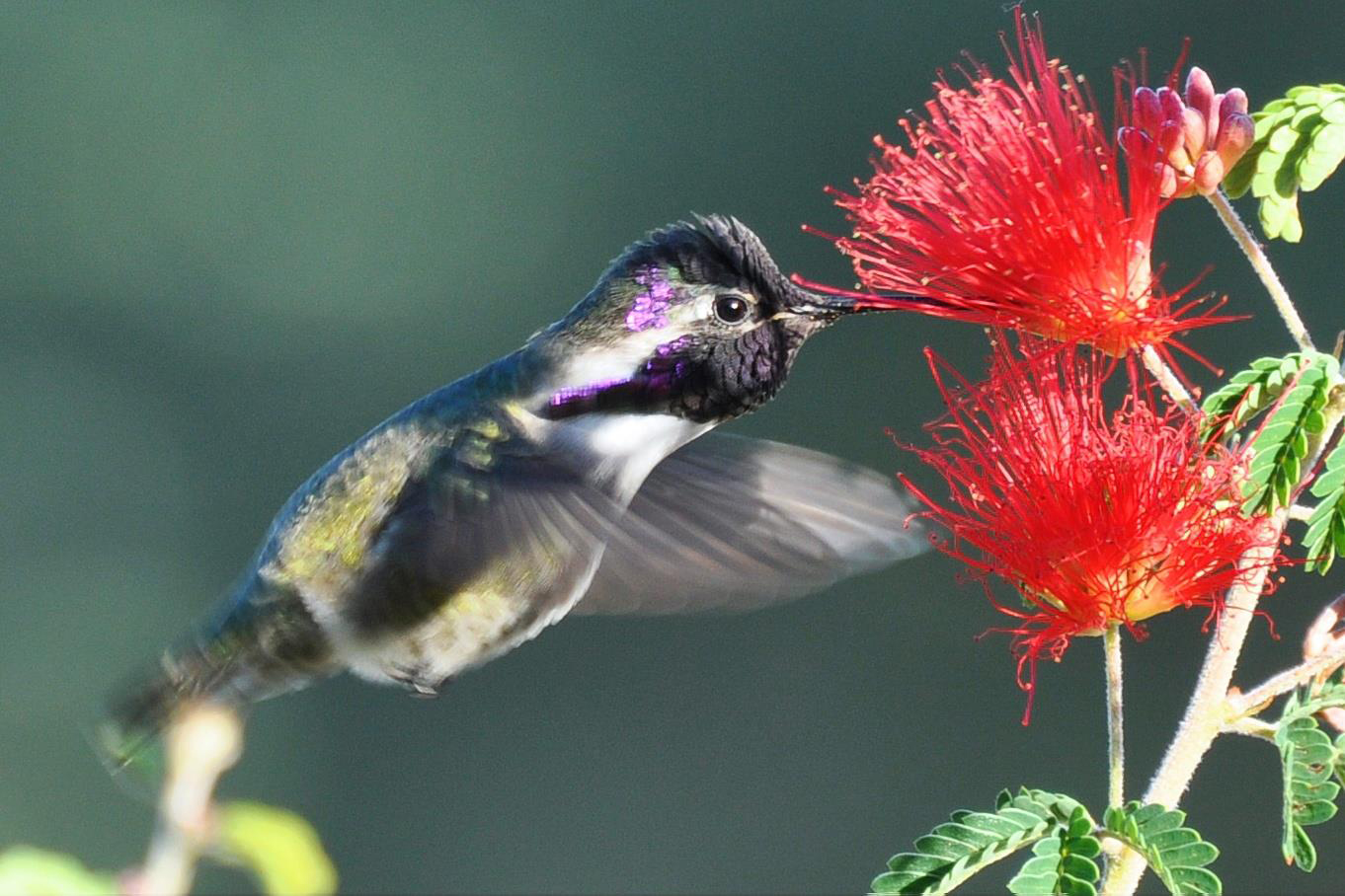 Flowers That Attract Hummingbirds