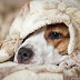 Tips To Keep Your Puppy Warm During Winter