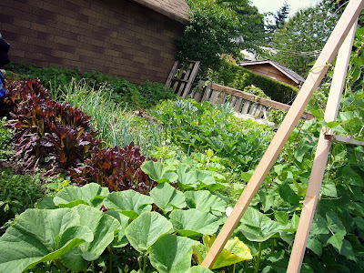 City Farm Boy