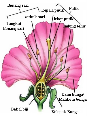  gambar  bunga  beserta keterangannya 