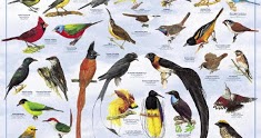 Daftar Nama burung burung yang ada di indonesia lengkap 