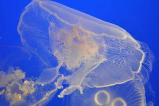 Jelly Fish