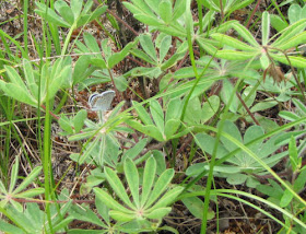 karner blue butterfly on wild lupine