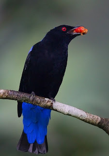 Asian Fairy Bluebird Pictures