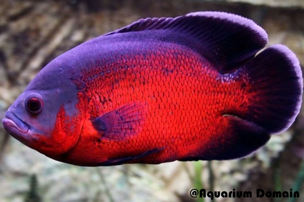 Ikan Oscar Jenis Red