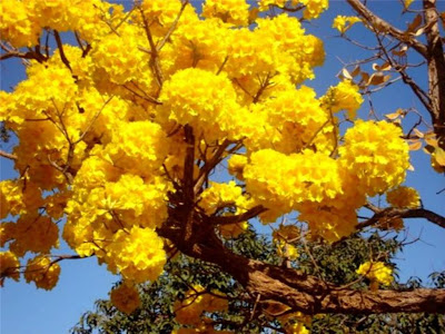 Ipê amarelo - foto de Elma Carneiro em agosto de 2008