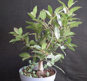 Bay Laurel mother plant without air layered branch