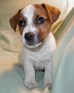 Smooth Fox Terrier Puppies Picture