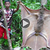 GIANT BAT