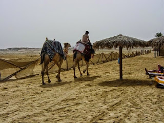 Egitto cammelli