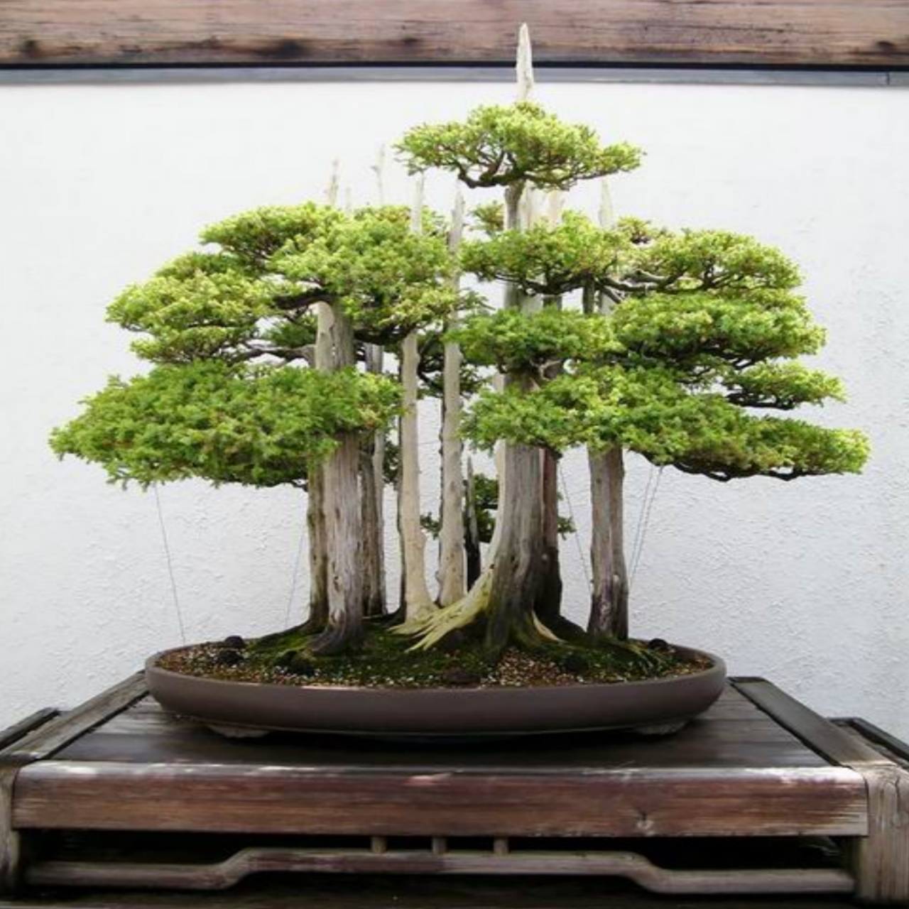 Deretan Pohon Bonsai Jepang yang mengagumkan - Payana Dewa