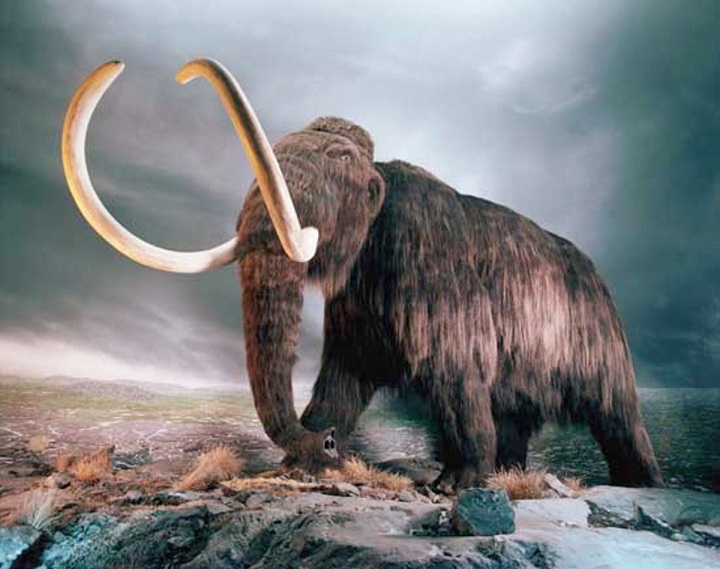  Apa sih Mammoth itu?