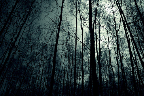 dark forest wallpapers