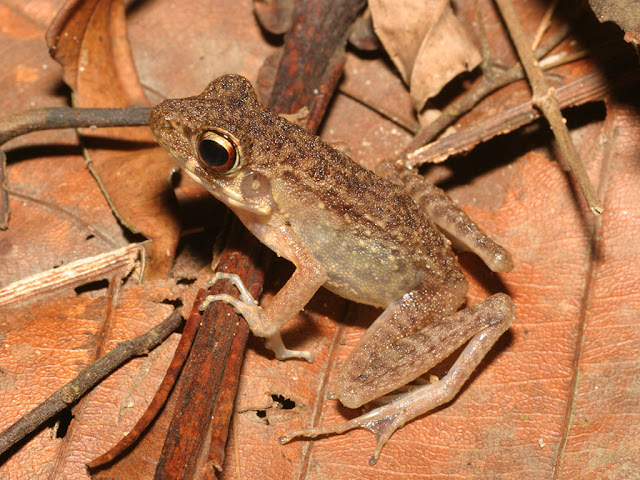 Golden-eared Rough-sided Frog - Pulchrana baramica