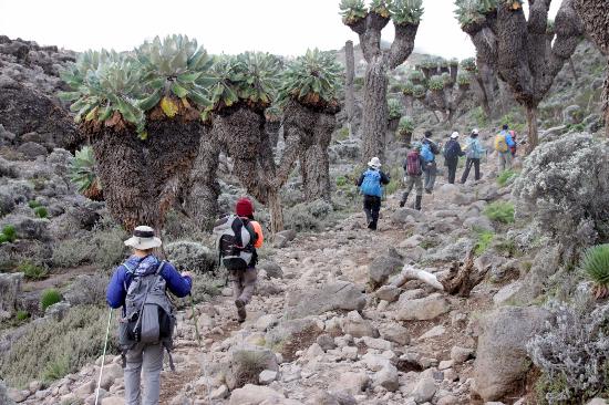 Giant Groundsel on Kilimanjaro Climb