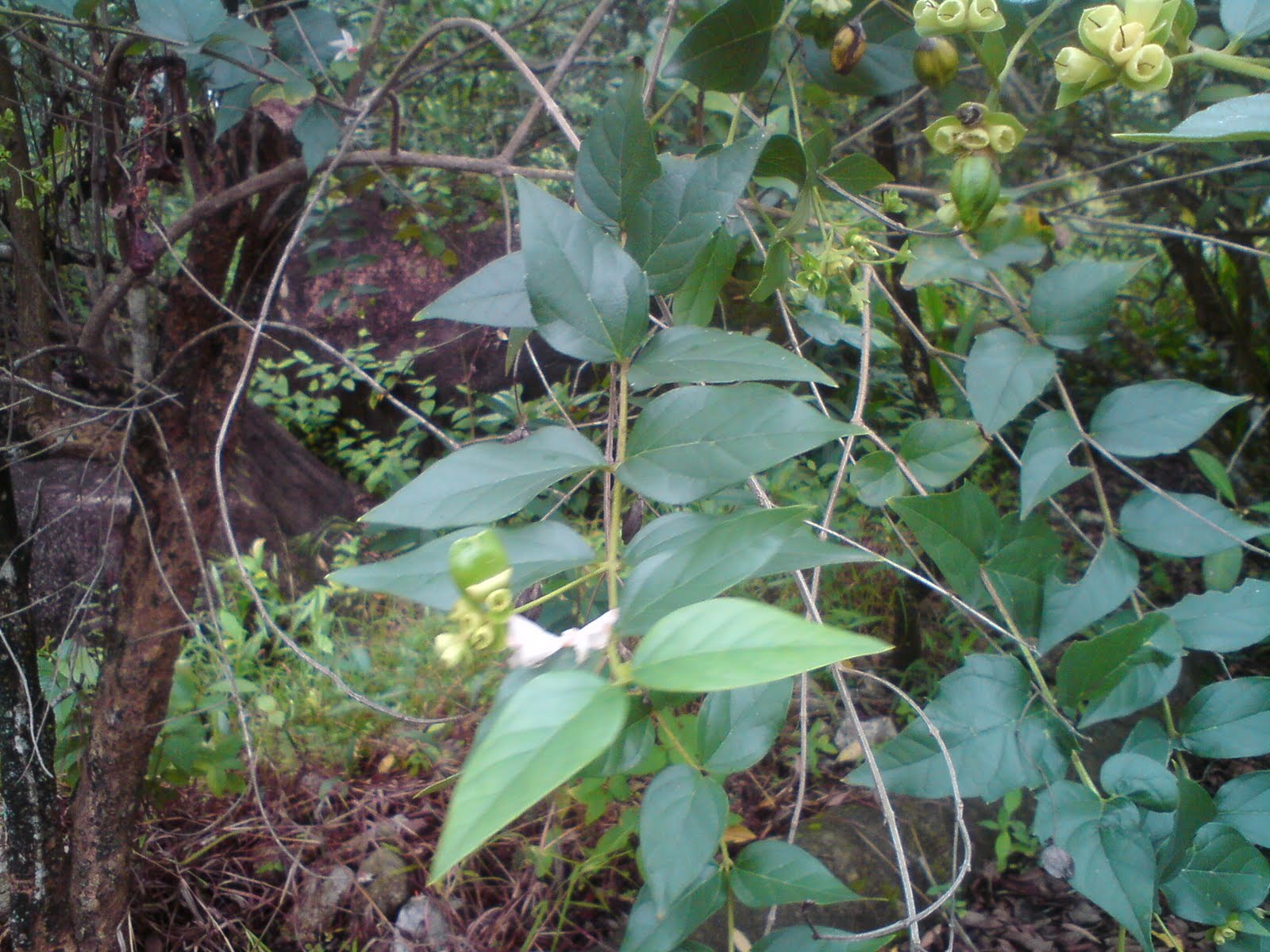 Pokok herba,bunga, ulaman dan segala jenis tumbuhan 