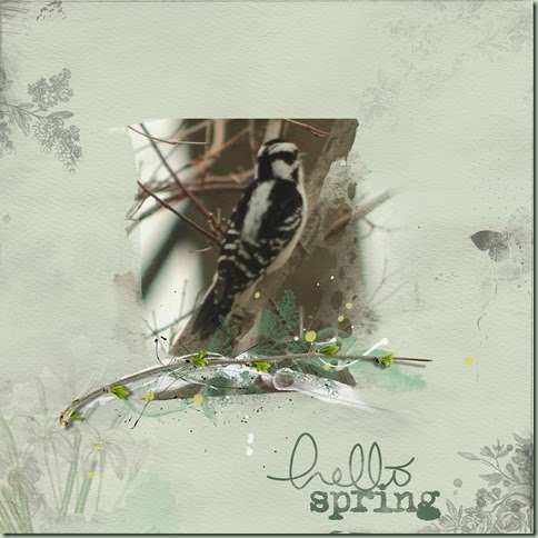 spring woodpecker